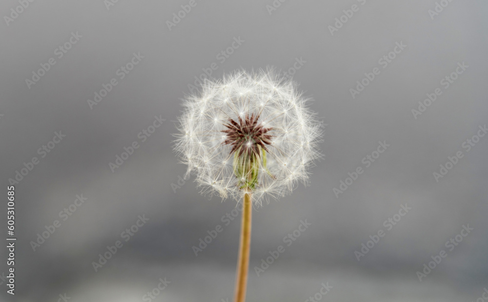 Single white dandelion on gray background