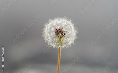 Wallpaper Mural Single white dandelion on gray background Torontodigital.ca