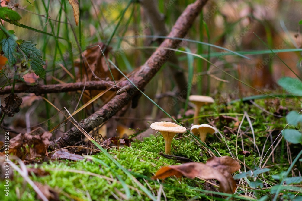 Closeup shot of False chanterelle fungi, branches and other plants in a forest Closeup shot of False chanterelle fungi, branches and other plants in a forest