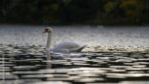 Closeup shot of a white swan swimming in the still lake against the isolated background