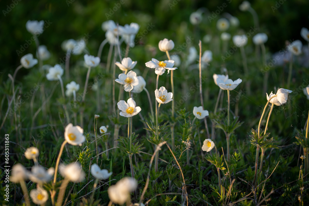 Snowdrop Anemones by the coast at the island Kassari in the Baltic Sea. Snowdrop windflower.