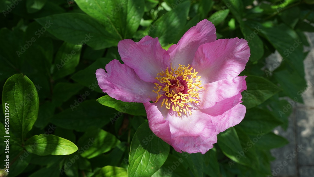 Wildrose Wildrose