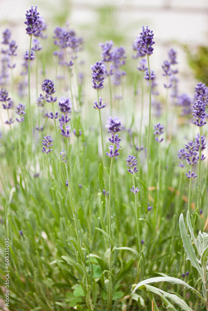 Fototapeta premium Small delicate peduncles of lavender