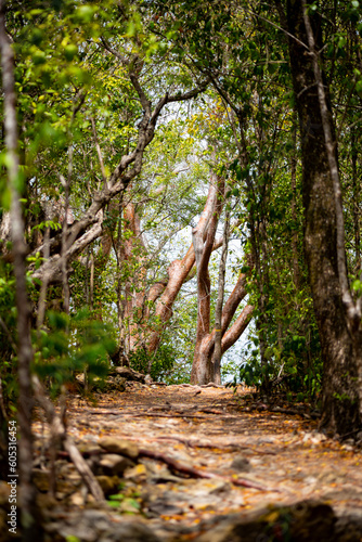 Hiking trail on south coast of Martinique island called “Trace des Caps“ near “Grand Anse des Salines“ beach leading through tropical forest with Copperwood or Gumbo-limbo trees (Bursera simaruba). photo