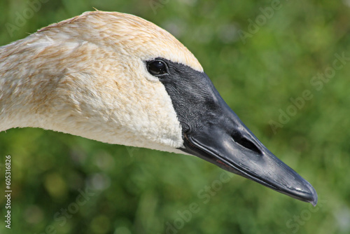 Close up of a Trumpeter Swan with its distinctive Black Beak