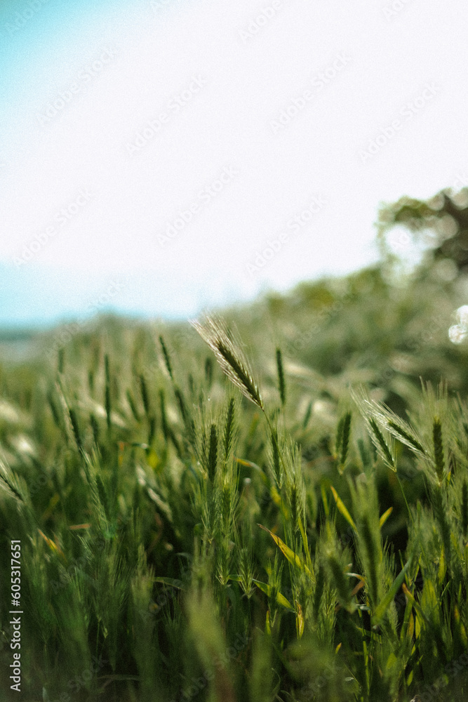 green grass spikes in Ukraine summer field