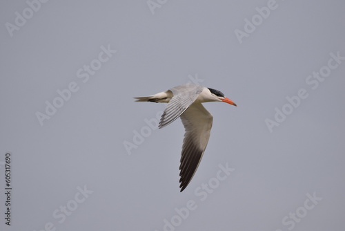 Caspian Tern in flight, Langue de Barbarie, Senegal, Africa