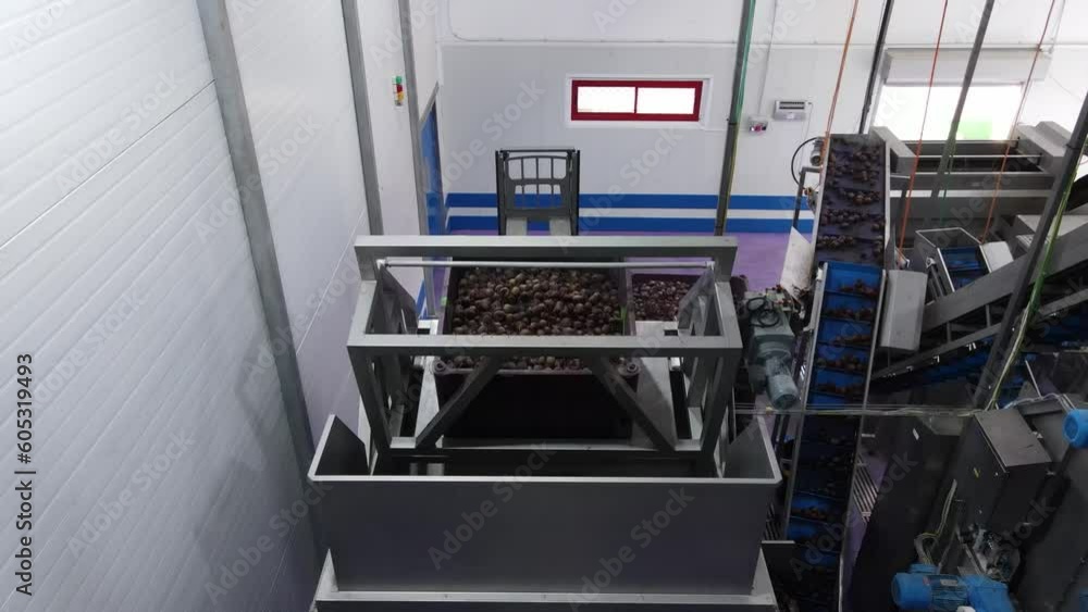 Vegetables on production line in food factory, beet factory