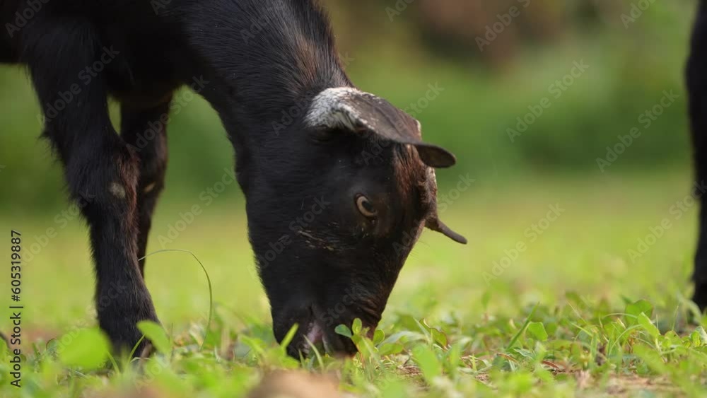 Black colored goat, grazing the green grass closeup shot Black colored goat, grazing the green grass closeup shot