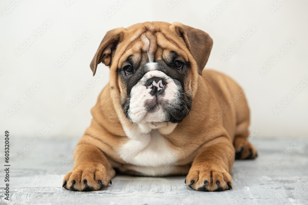 English bulldog puppy on a uniform background