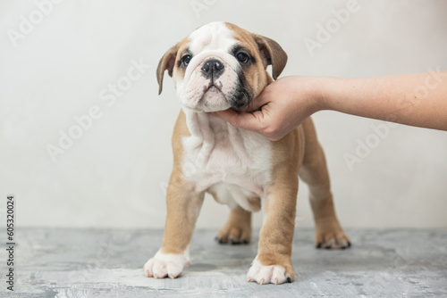 Fototapeta Naklejka Na Ścianę i Meble -  English bulldog puppy on a uniform background