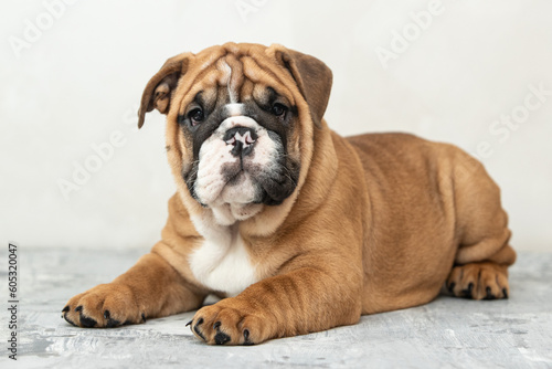 English bulldog puppy on a uniform background © Игорь Олейник