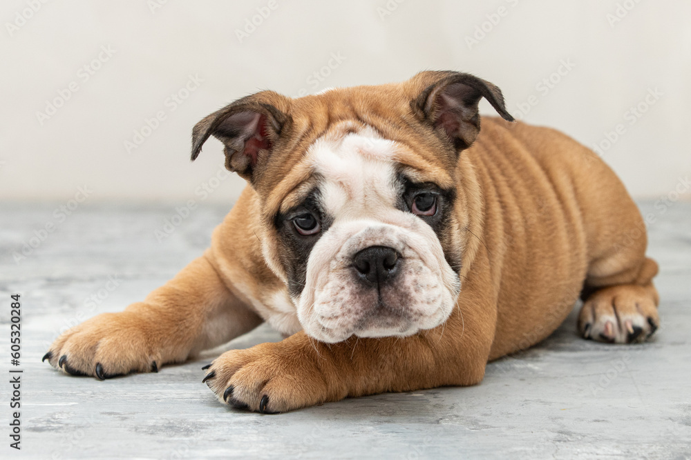 English bulldog puppy on a uniform background English bulldog puppy on a uniform background