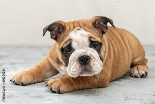 English bulldog puppy on a uniform background