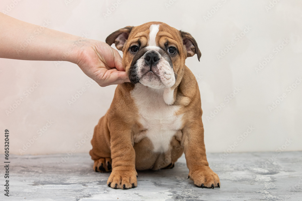 English bulldog puppy on a uniform background