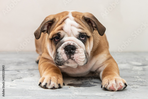English bulldog puppy on a uniform background © Игорь Олейник