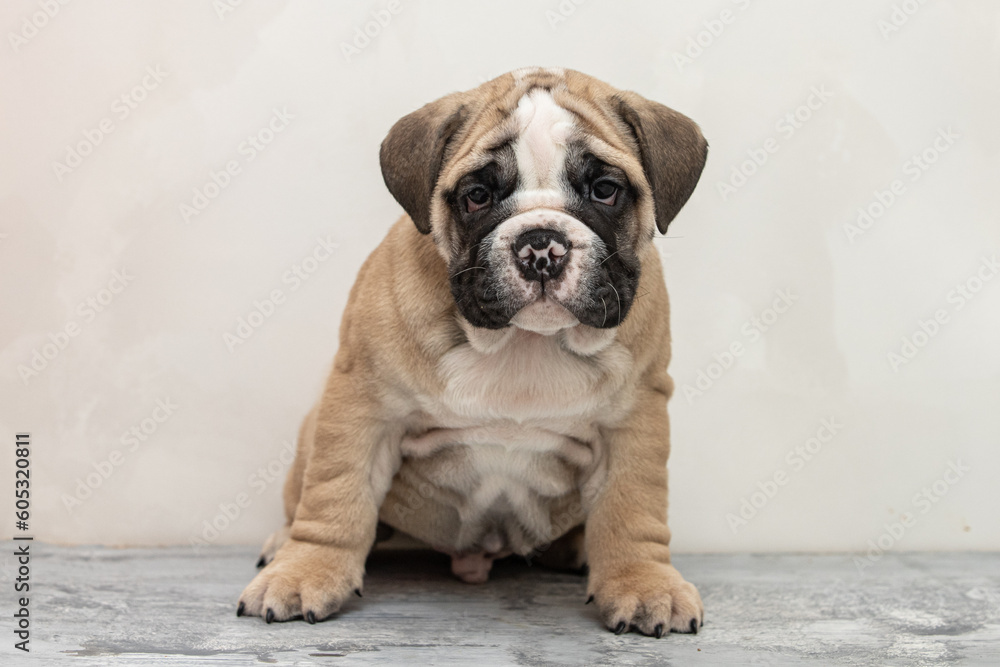 Obraz premium English bulldog puppy on a uniform background