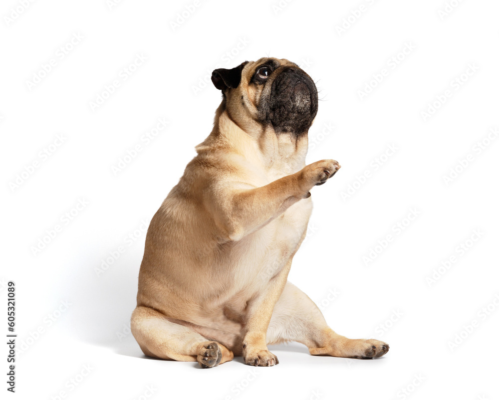 Obraz premium Friendly cute pug raised up and gives a paw on a white background.