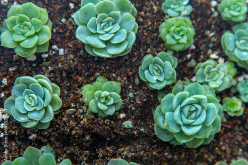 Canvas Print Grow Echeveria in a mini succulent garden