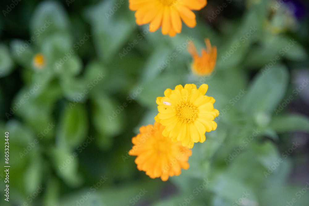 Blooming Symphony: Captivating Garden Flowers in Full Splendor in Northern Europe Blooming Symphony: Captivating Garden Flowers in Full Splendor in Northern Europe
