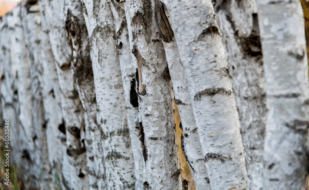 Detail of the birch tree trunks Detail of the birch tree trunks