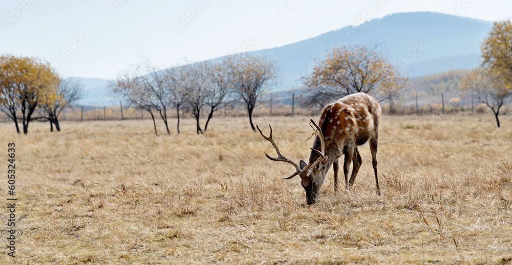 Sika deer on the grassland in autumn Sika deer on the grassland in autumn