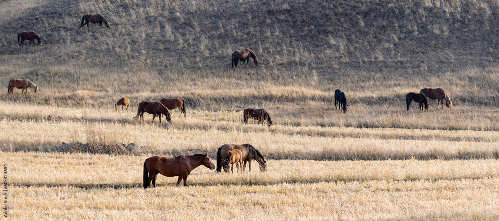 Horses on grass in autumn