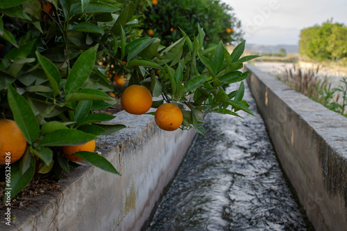 Huerto de naranjas junto a la acequia con agua para regar photo