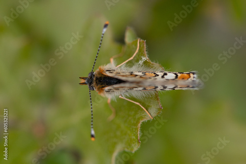 Melitaea cinxia - Glanville fritillary - Mélitée du plantain photo