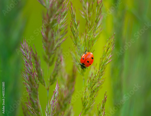 Nature's Delicate Guardian: Red Ladybug Amongst Meadow Grass in Northern Europe