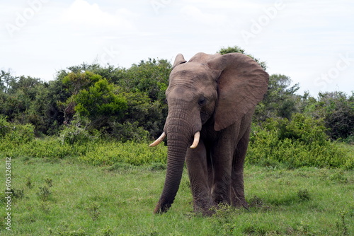 Afrikanischer Elefant  Loxodonta africana  von vorn   Savanne  m  nnliches Tier  Safari  S  dafrika  Afrika
