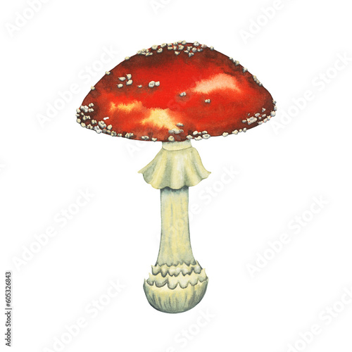 Watercolour wild forest leccinum aurantiacum red edible mushroom. Isolated hand drawn illustration on white background.
