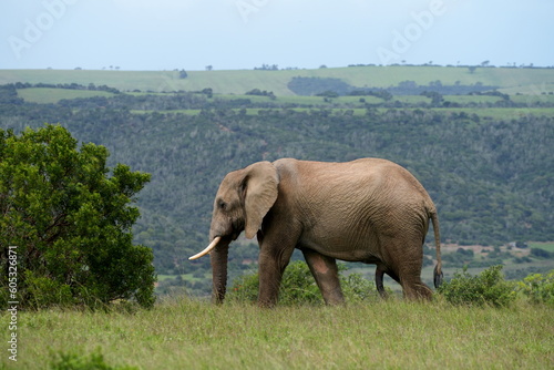 Afrikanischer Elefant  Loxodonta africana  in der Savanne  m  nnliches Tier  Safari  S  dafrika  Afrika