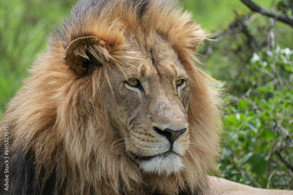 Portrait, Afrikanischer Löwe (Panthera leo melanochaita), Kopf, Großaufnahme, Detail, Südafrika, männlich, Mähne Portrait, Afrikanischer Löwe (Panthera leo melanochaita), Kopf, Großaufnahme, Detail, Südafrika, männlich, Mähne