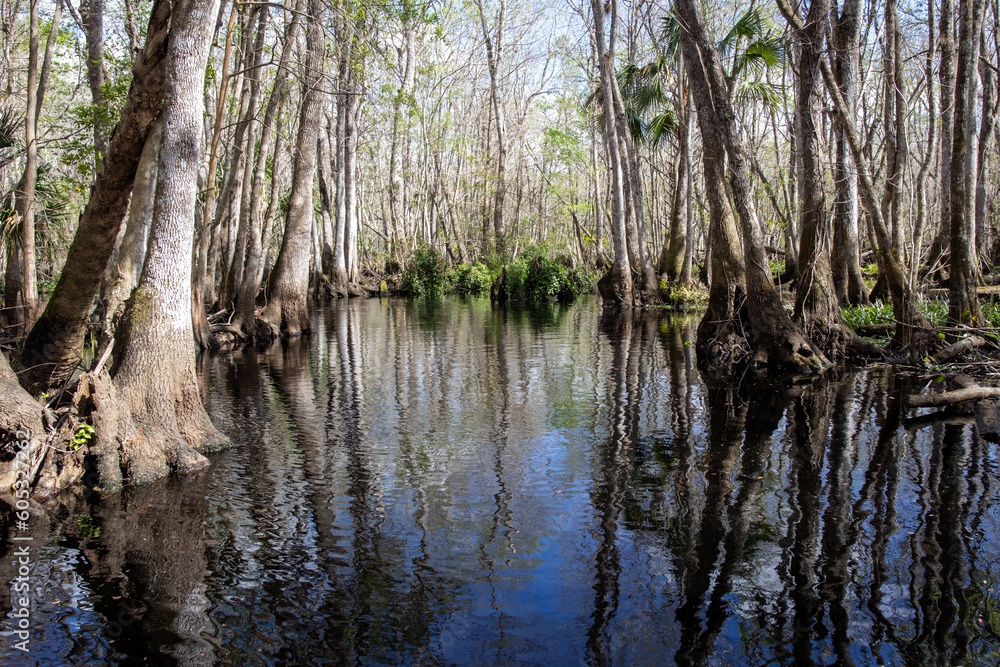 Middle of Serenity: Black Water Creek in Florida Middle of Serenity: Black Water Creek in Florida