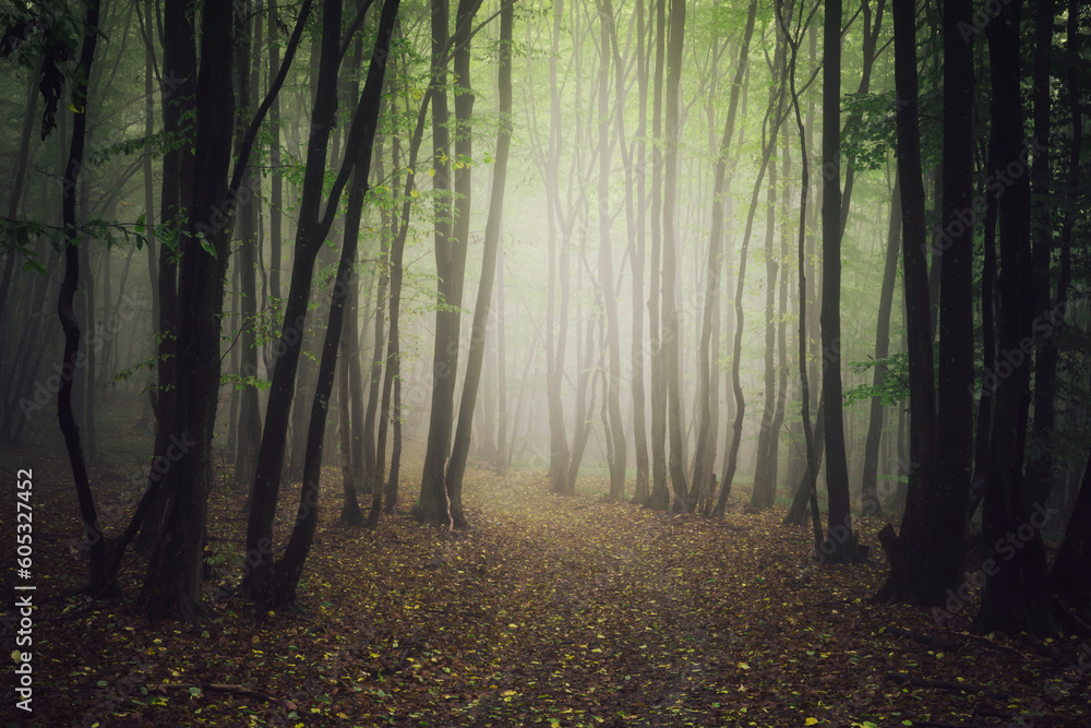 misty morning forest background misty morning forest background