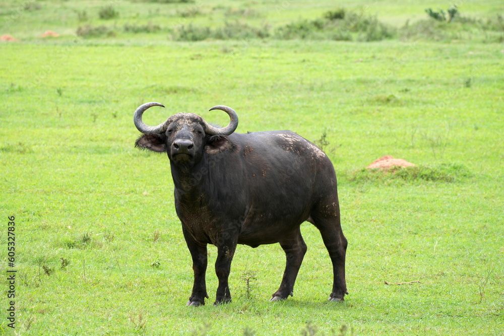 Portrait eines Kaffernbüffels (Syncerus caffer), Schwarzbüffel, Afrikanischer Büffel, Steppenbüffel auf grüner Wiese, Savanne, Grasland, Afrika, Südafrika Portrait eines Kaffernbüffels (Syncerus caffer), Schwarzbüffel, Afrikanischer Büffel, Steppenbüffel auf grüner Wiese, Savanne, Grasland, Afrika, Südafrika