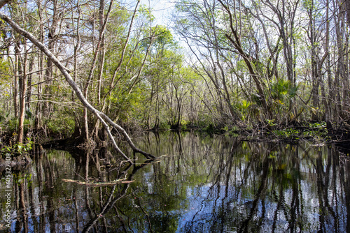 Paddling through Nature: Florida Black Water Creek Journey