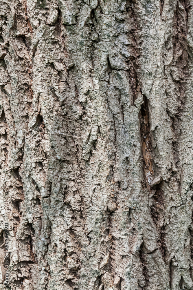 Naklejka premium Texture écorce d'arbre