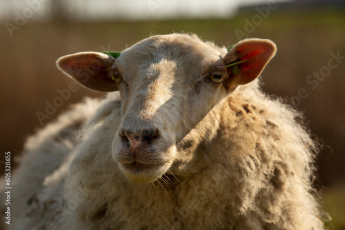 A portrait of a sheep