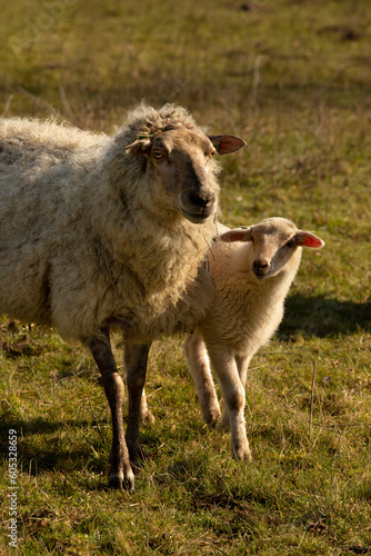A mother sheep with her young