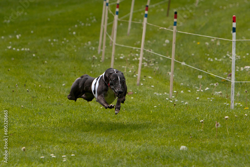 Obraz na płótnie A whippet running at full speed