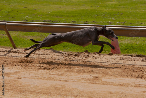 A grey whippet sprinting at full speed