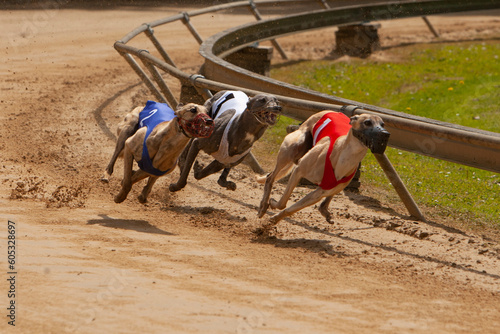 Obraz na plátně Three greyhounds during a race