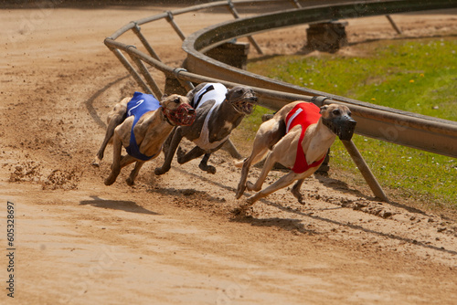 Three greyhounds during a race