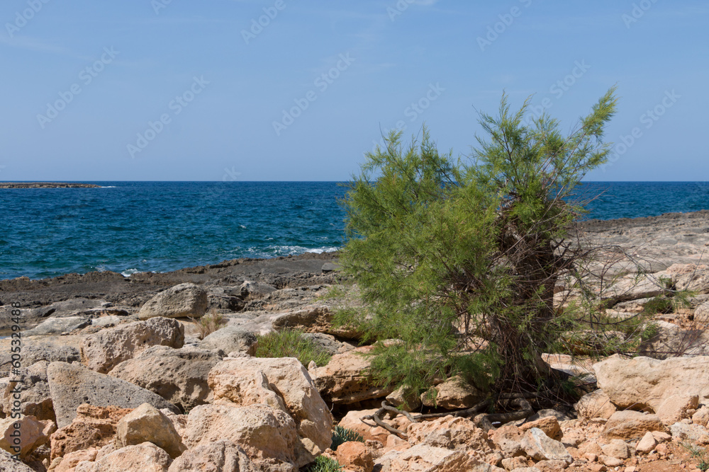 rocky seashore with a bush in foreground on island Mallorca