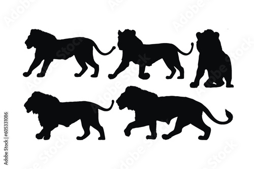 Lions walking in different positions, silhouette set vector. Adult lion silhouette collection on a white background. Wild carnivorous animals like big cats and lions, full body silhouette bundles.