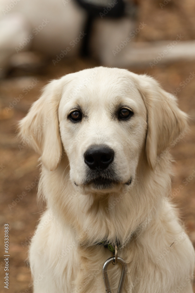 Golden retriever Golden retriever