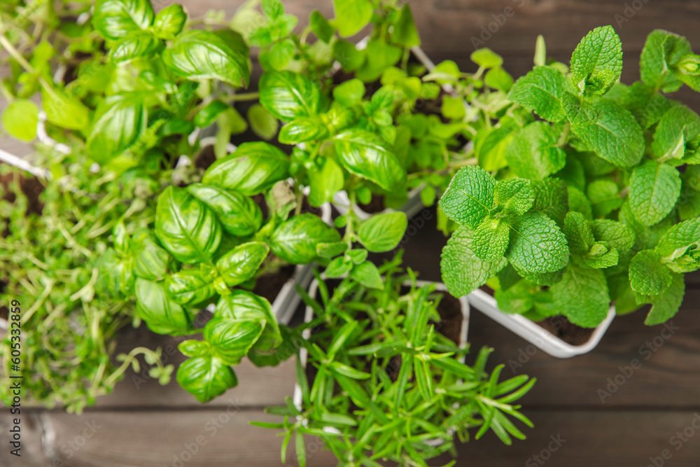 Fresh garden herbs in pots. Rosemary, mint, strawberry, basil, oregano and thyme in white pots. Seedling of spicy spices and herbs. Assorted fresh herbs in a pot. Home aromatic and culinary herbs. Fresh garden herbs in pots. Rosemary, mint, strawberry, basil, oregano and thyme in white pots. Seedling of spicy spices and herbs. Assorted fresh herbs in a pot. Home aromatic and culinary herbs.