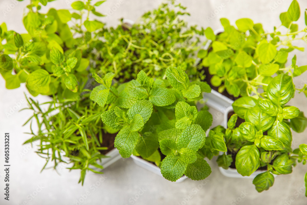 Fresh garden herbs in pots. Rosemary, mint, strawberry, basil, oregano and thyme in white pots. Seedling of spicy spices and herbs. Assorted fresh herbs in a pot. Home aromatic and culinary herbs. Fresh garden herbs in pots. Rosemary, mint, strawberry, basil, oregano and thyme in white pots. Seedling of spicy spices and herbs. Assorted fresh herbs in a pot. Home aromatic and culinary herbs.